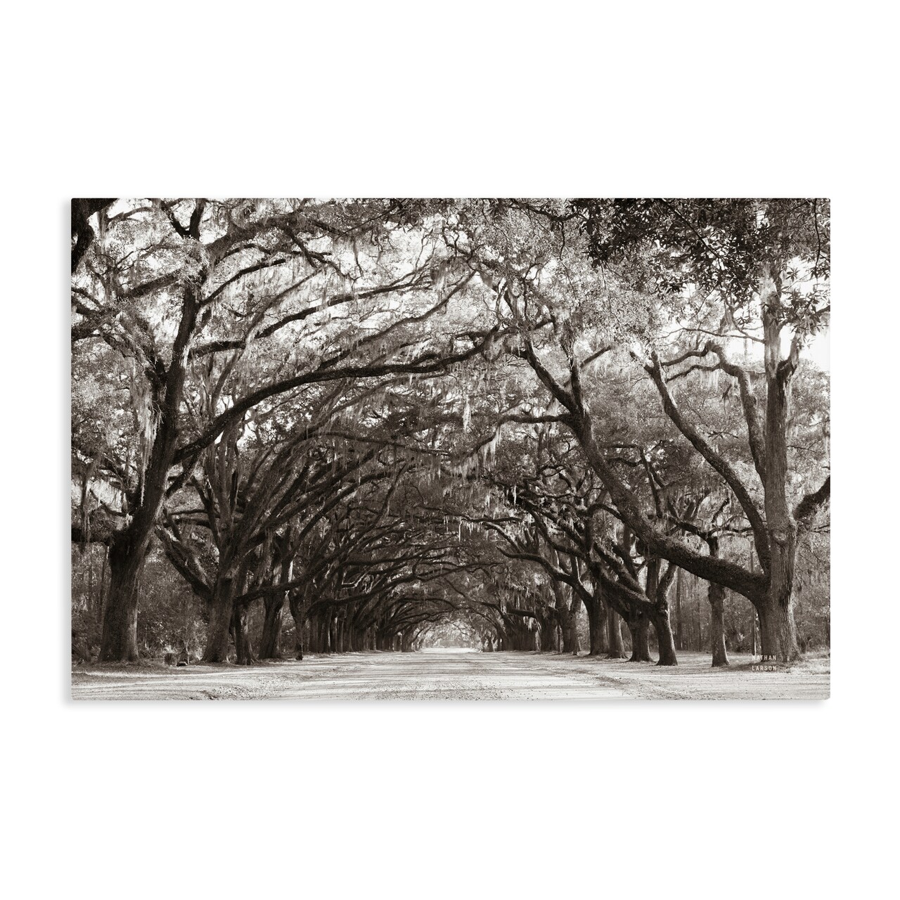 Stupell Industries Georgia Stroll Tree Tunnel Canvas, design by Nathan Larson